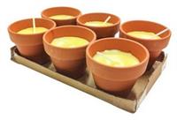 CITRONELLA POLLICINO CM 7X6H SET 6PZ